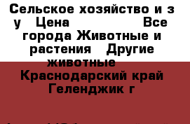 Сельское хозяйство и з/у › Цена ­ 2 500 000 - Все города Животные и растения » Другие животные   . Краснодарский край,Геленджик г.